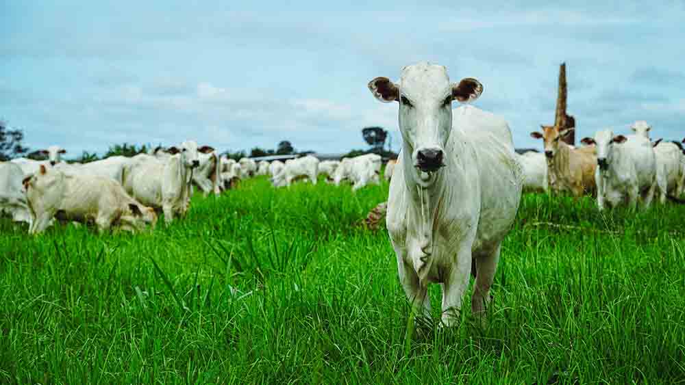 Abate de bovinos cai 7,11% em Mato Grosso devido à retenção
