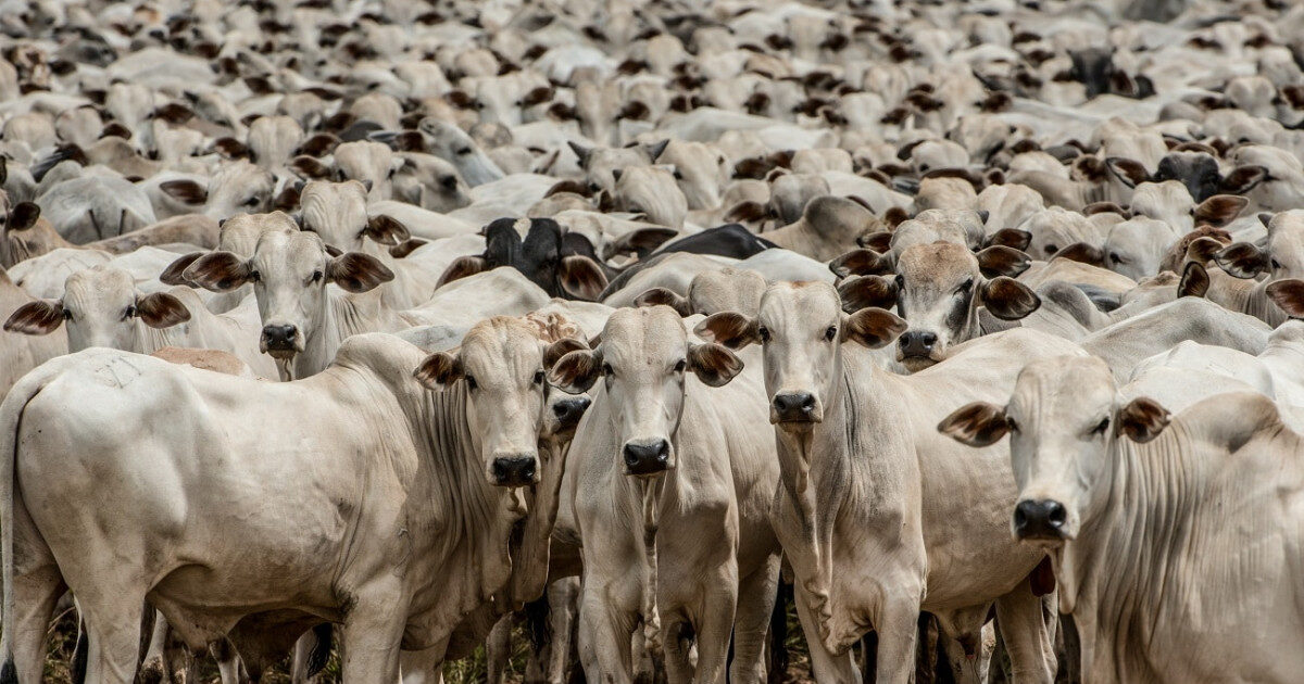 Abate de bovinos em MT cresce e atinge 494 mil toneladas de carne