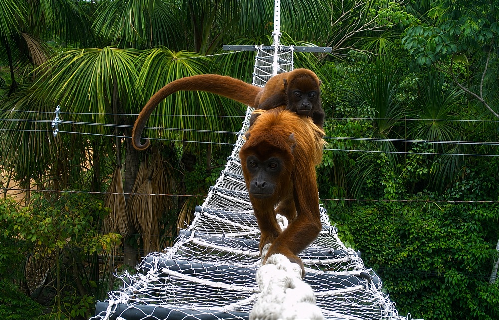 Alta Floresta amplia rede de pontes de dossel para animais silvestres