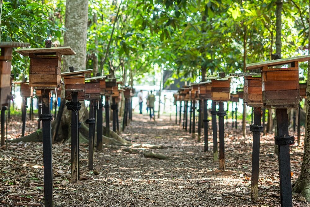 Alta Floresta investe na apicultura com edital de R$ 96 mil