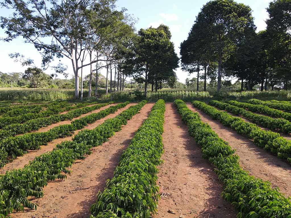Alta Floresta investe R$ 1,2 milhão na produção de mudas de café