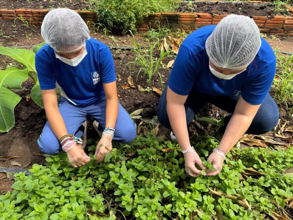 Alunos de escola rural em Barra do Garças criam pomadas com plantas do Cerrado em MT