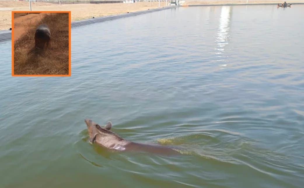 Anta cai em tanque de dejetos e é resgatada em Rondonópolis