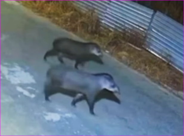 Antas surpreendem moradores ao passear por bairro de Primavera