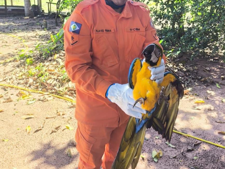 Arara ferida é resgatada após cair em quintal de Campo Verde