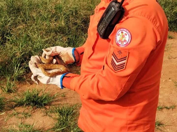 Bombeiros resgatam serpentes em MT