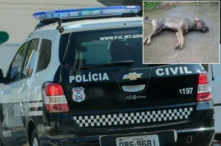 Cachorros mortos e sumidos geram denúncia em Chapada dos Guimarães