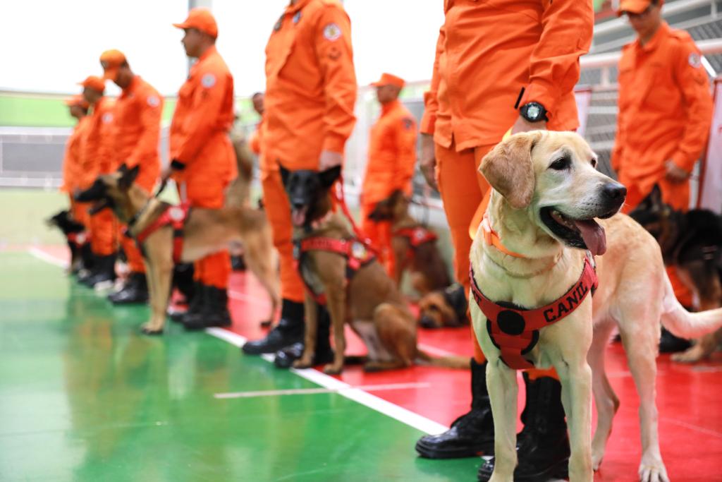 Cães de resgate conquistam certificação nacional em MT