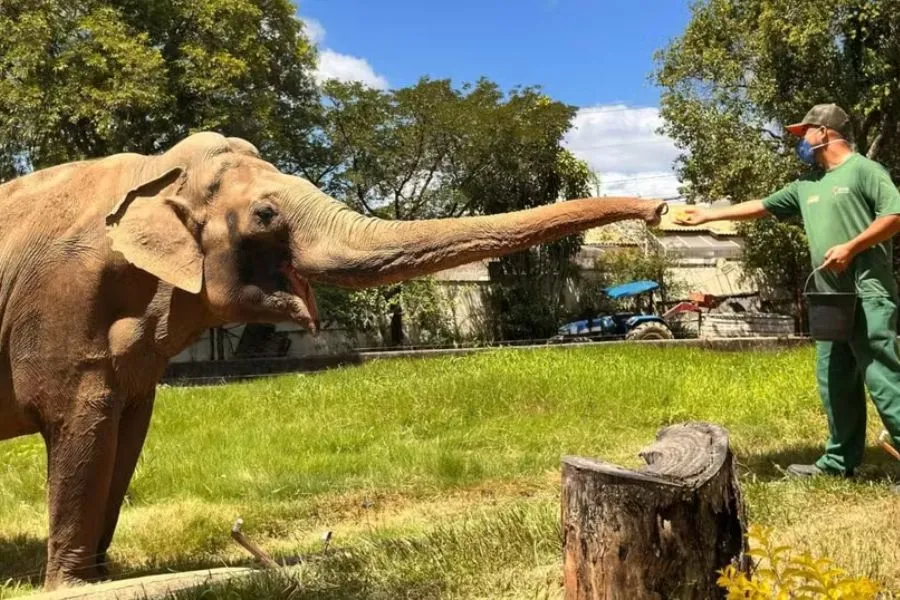 Caixa de transporte para elefante Sandro chega a Sorocaba