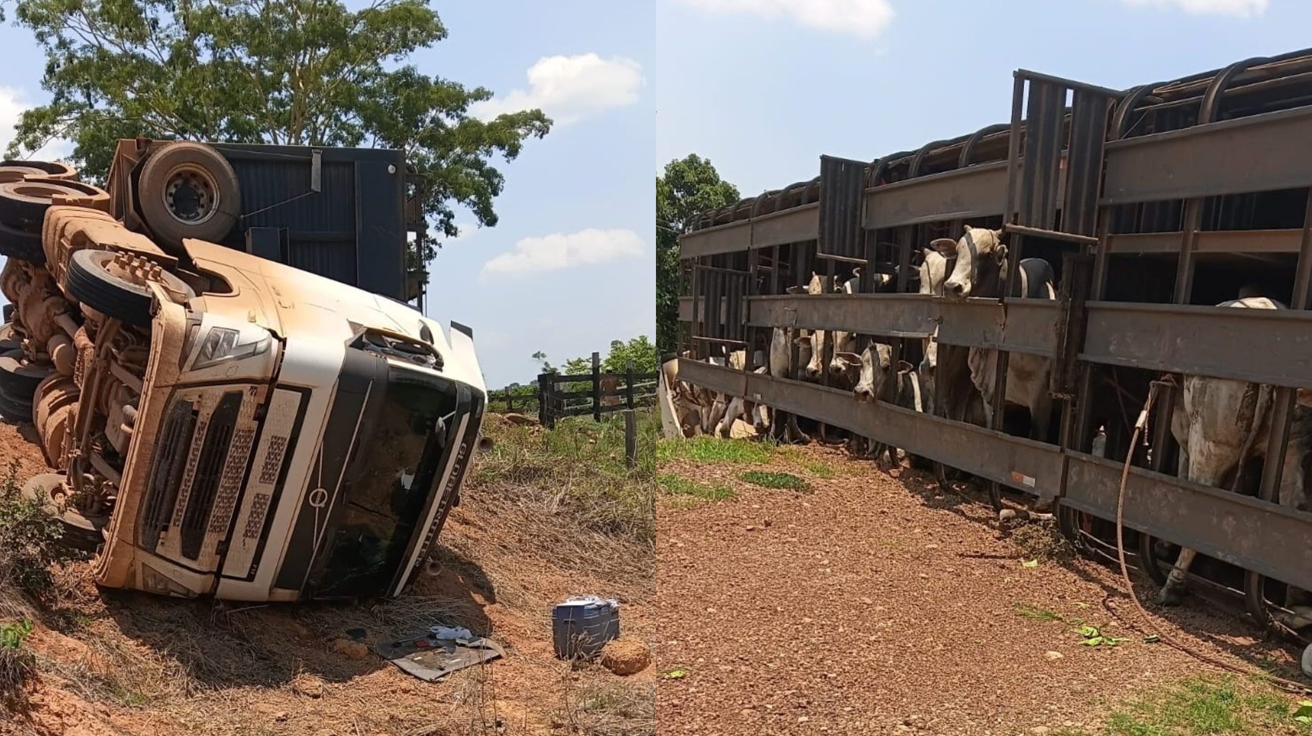 Caminhão com 44 bois tomba em MT e motorista fica ferido