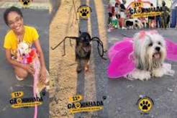 Cãominhada reúne pets fantasiados e tutores em Cáceres