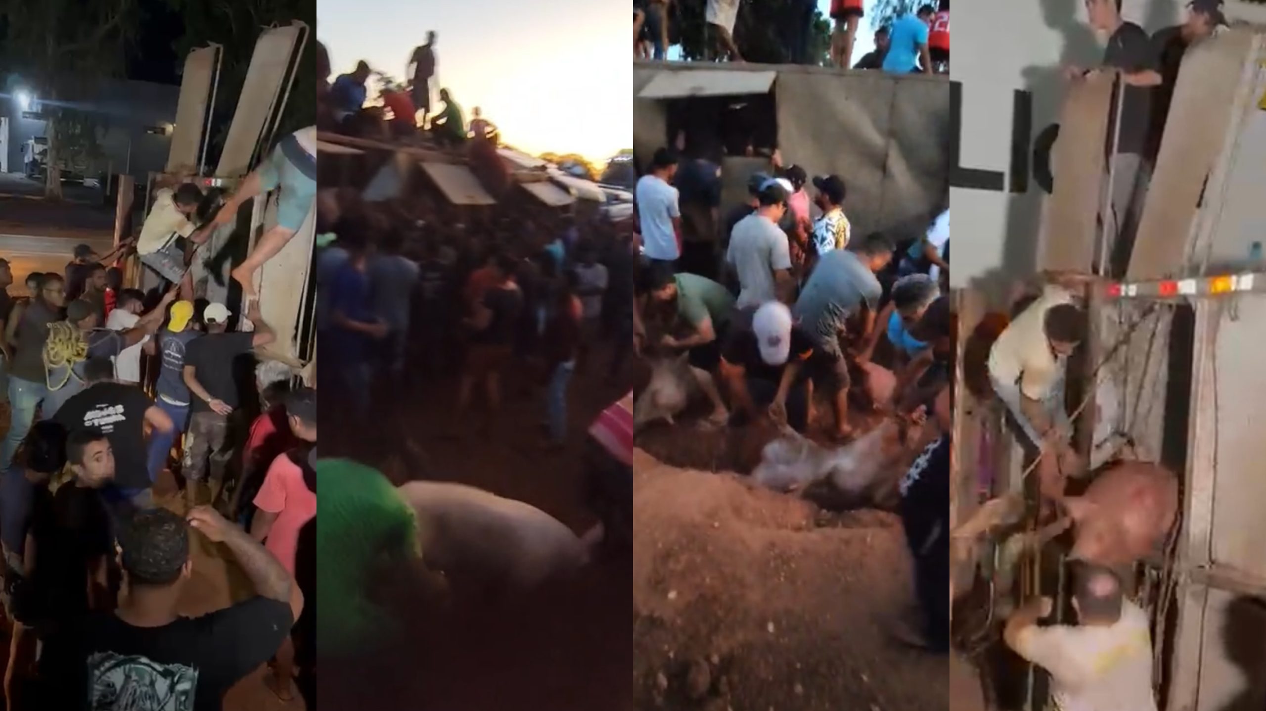 Carreta com porcos tomba e carga é saqueada na Rodovia dos Imigrantes, em MT