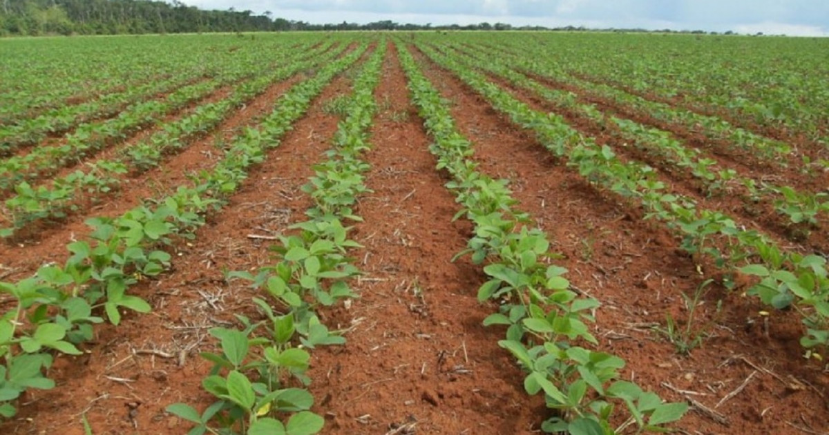 Chuvas ajudam plantio de verão mas deixam MT em alerta