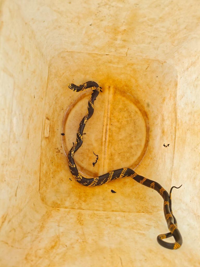 Cobra caninana é resgatada em Campo Verde