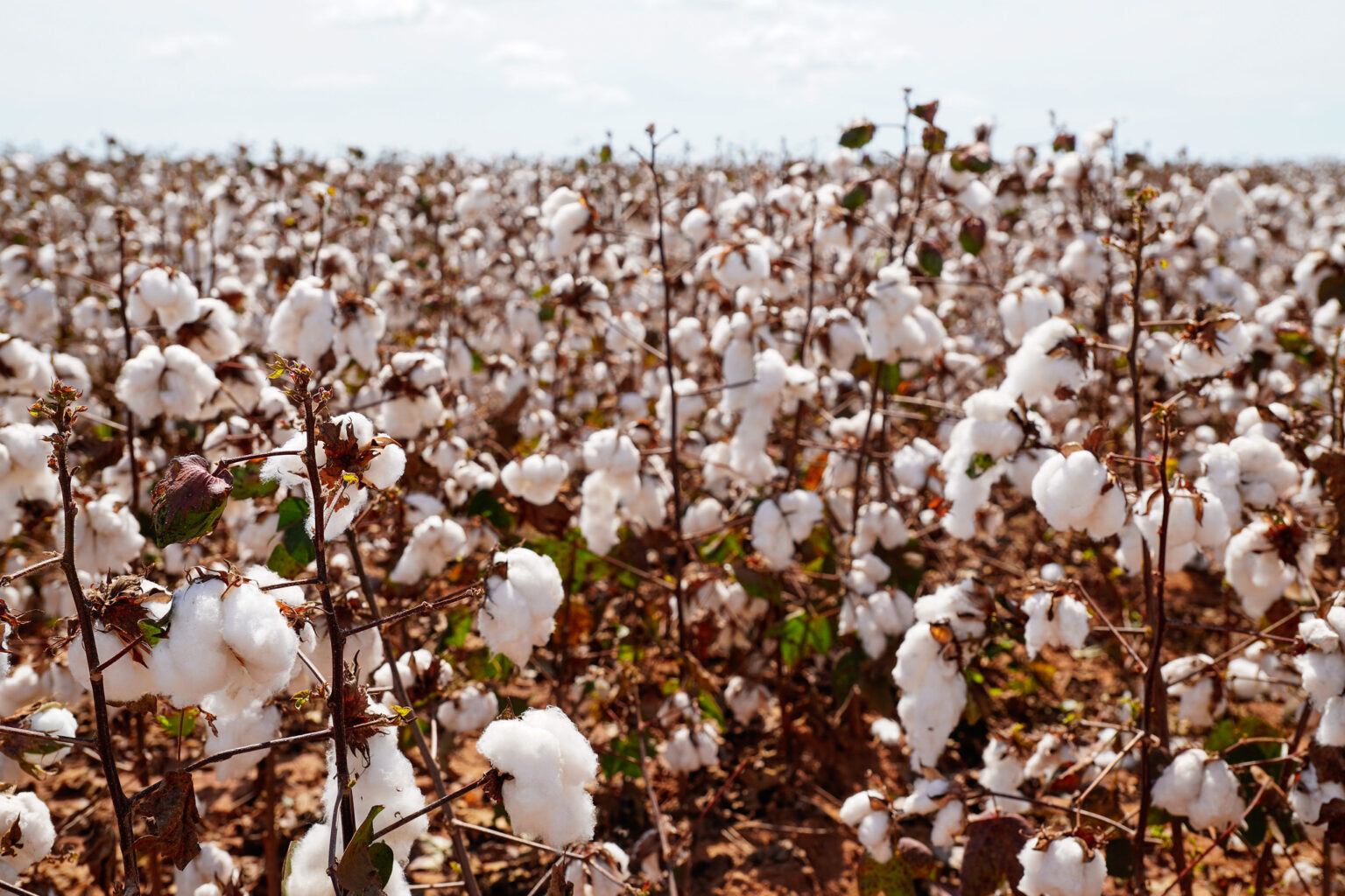 Colheita de algodão é concluída em Mato Grosso