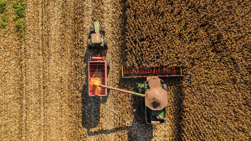 Colheita de milho atinge 96,77% em Mato Grosso