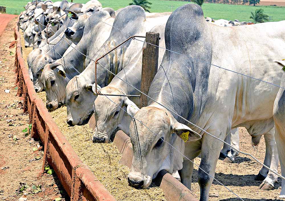 Confinamento bovino em Mato Grosso deve atingir 1,33 milhão em 2026
