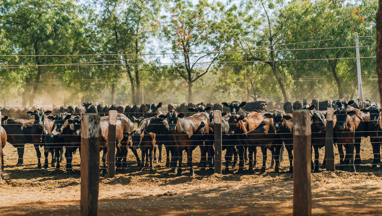 Confinamento em MT deve atingir 1,33 mi de animais