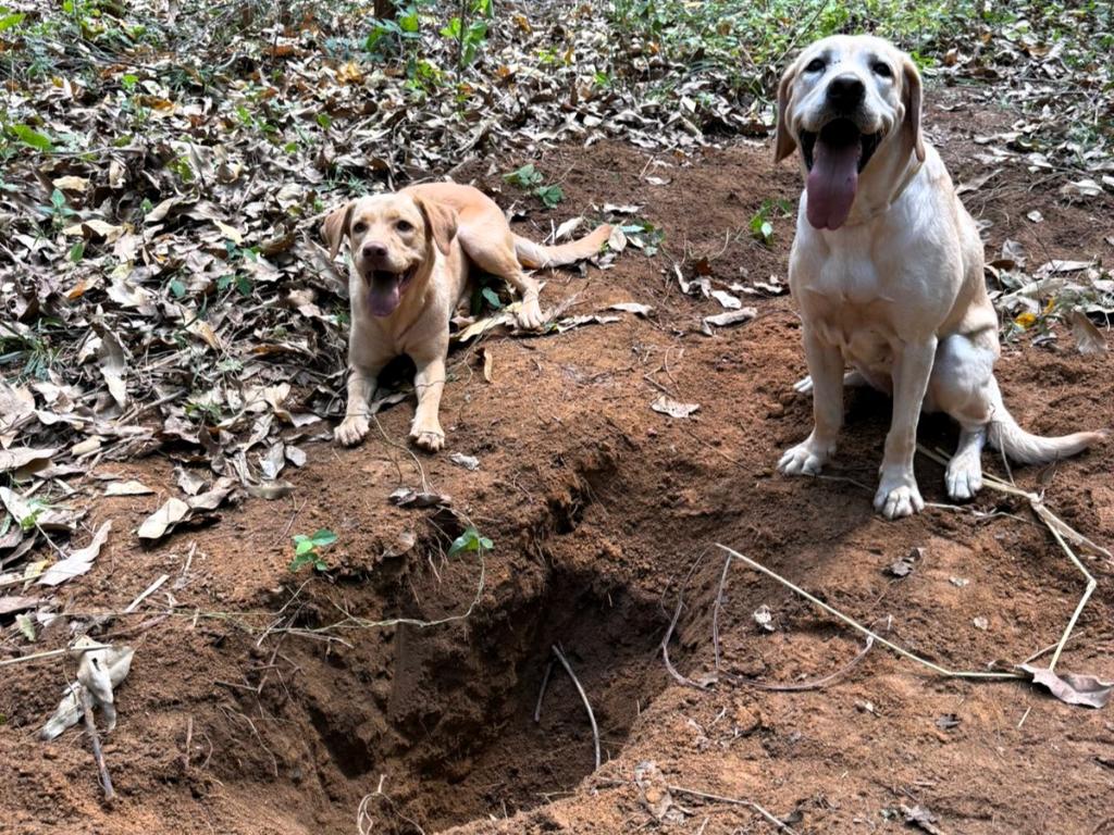 Corpo enterrado em plantação de eucaliptos é encontrado pelos Bombeiros em Diamantino