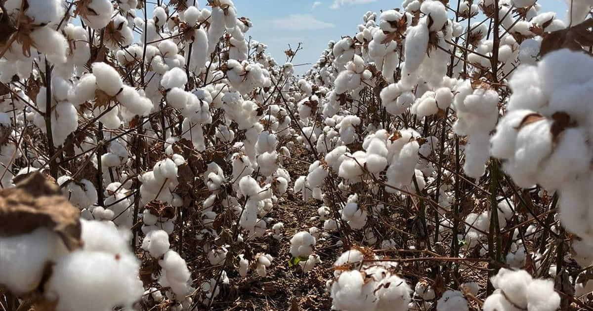 Cotonicultura de MT dispara 267% e transforma algodão em ecossistema