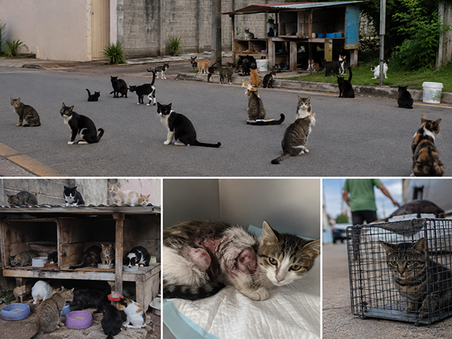 Cresce número de gatos soltos no bairro Flor do Cerrado em Sorriso