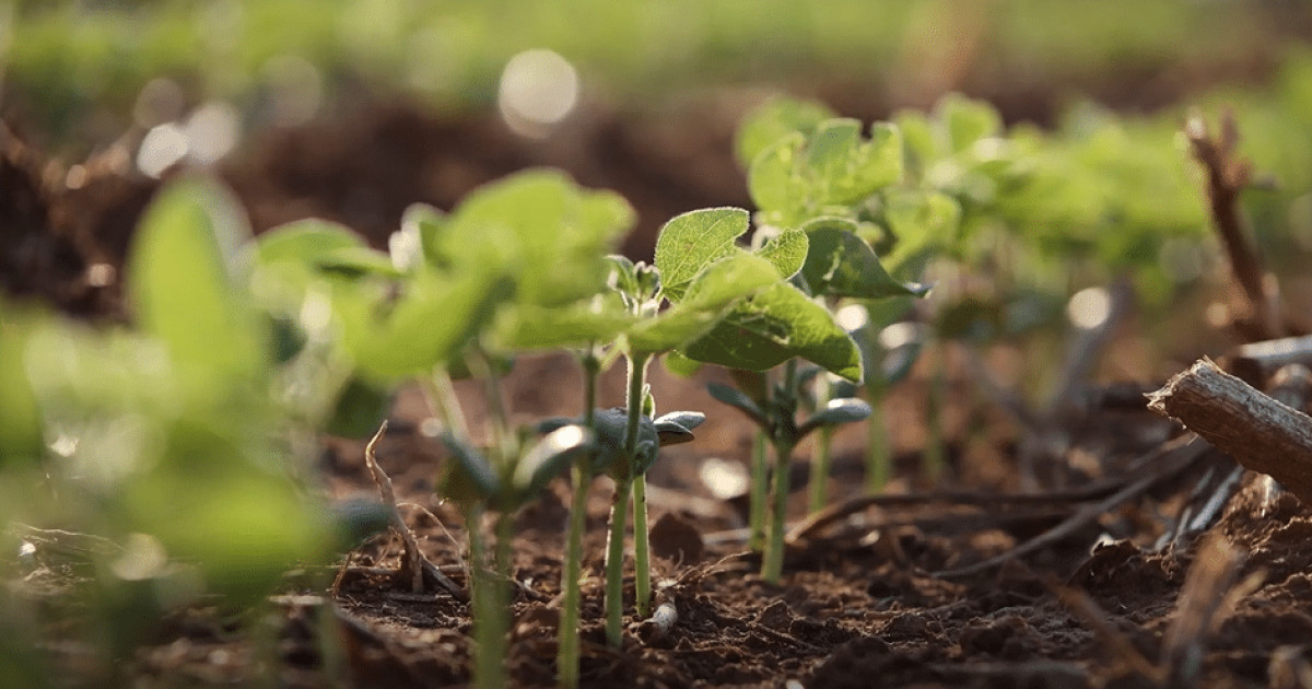 Crise financeira faz agricultores cortarem adubação em MT