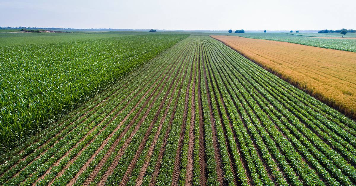Déficit de armazenagem agrícola desafia Mato Grosso