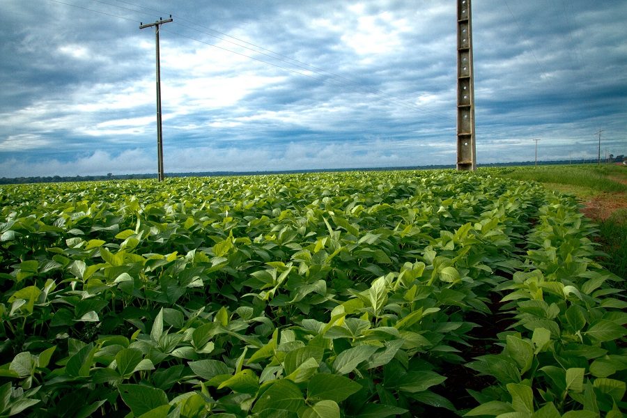 Desastres causam R$ 7,3 bi de prejuízo na agropecuária em Mato Grosso e no país