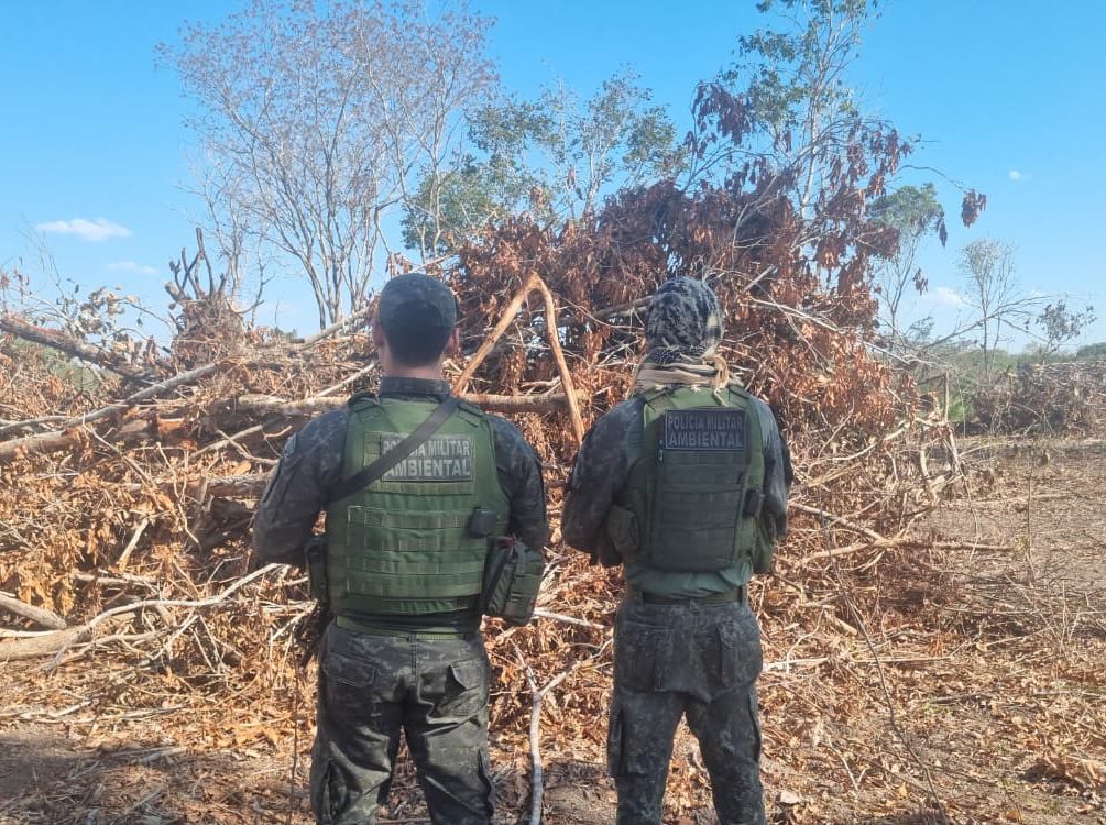 Desmatamento irregular é flagrado em área rural de Mato Grosso