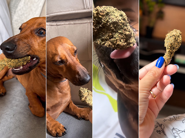 Eduarda Soriano contesta prisão por drogas e nega maconha para cachorra em Sorriso