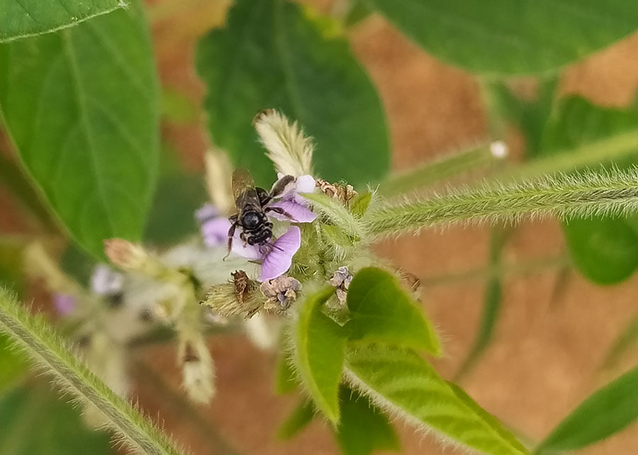 Estudo em Mato Grosso revela novas abelhas na soja e impacto no grão