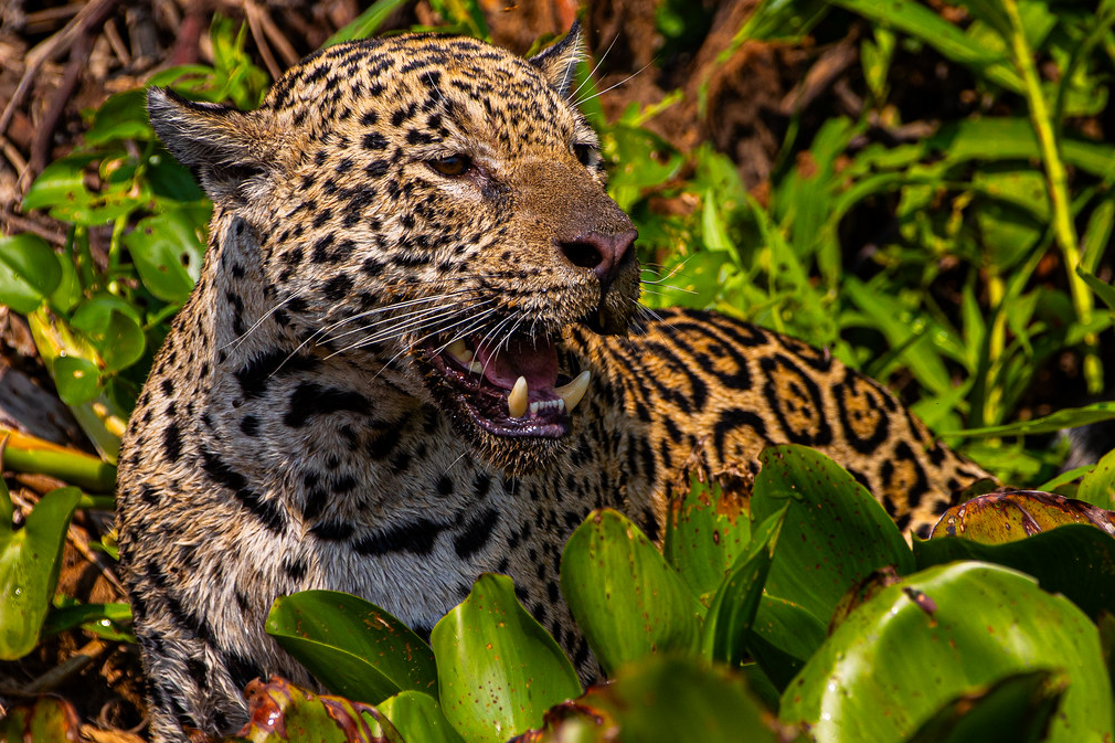 Filme sobre onças do Pantanal com voz de Fernanda Torres estreia em SP e disputa prêmio internacional
