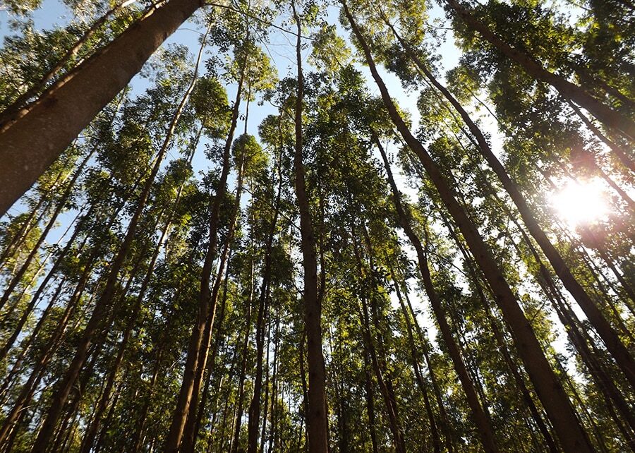 Floresta energética para etanol de milho exige R$ 14 bi em MT