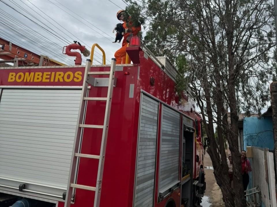 Gato exausto é resgatado de árvore em Primavera do Leste