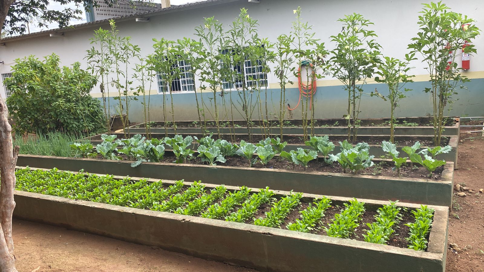 Horta nas Escolas fortalece educação em Primavera do Leste