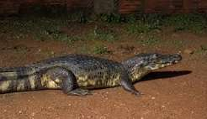 Jacaré em rua de bairro de Cáceres surpreende moradores
