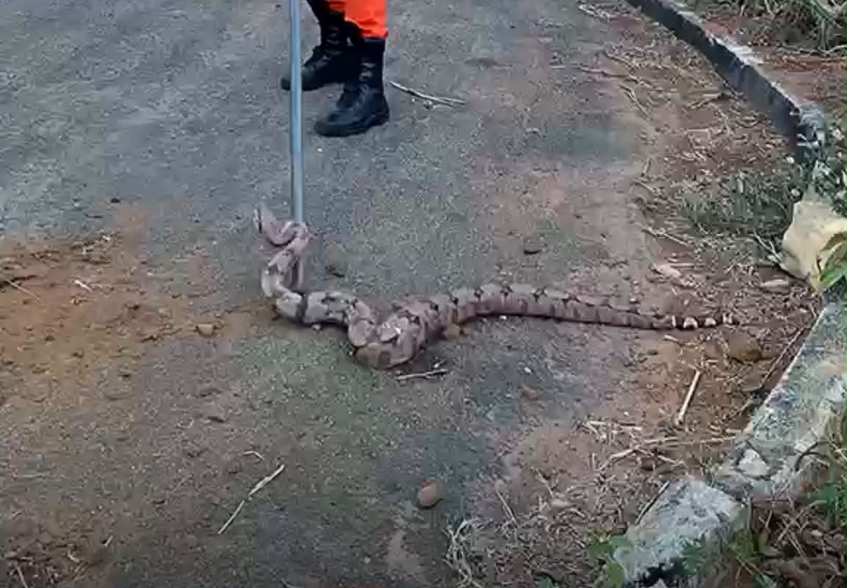 Jiboia é capturada às margens de avenida em Primavera do Leste