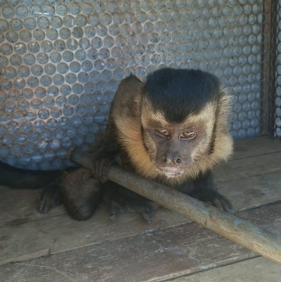 Macaco-prego ferido é resgatado na MT-208 em Alta Floresta