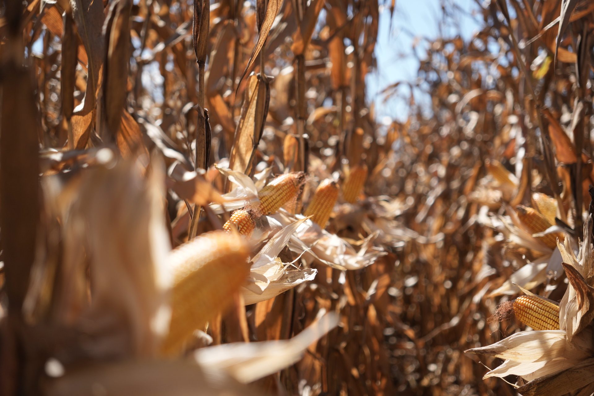Mato Grosso conclui colheita da 2ª safra de milho em 100% da área