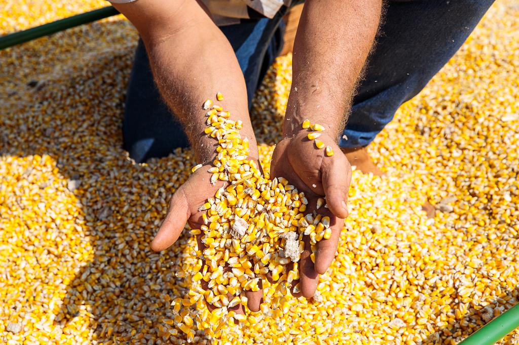 Mato Grosso lidera exportações de milho em MT