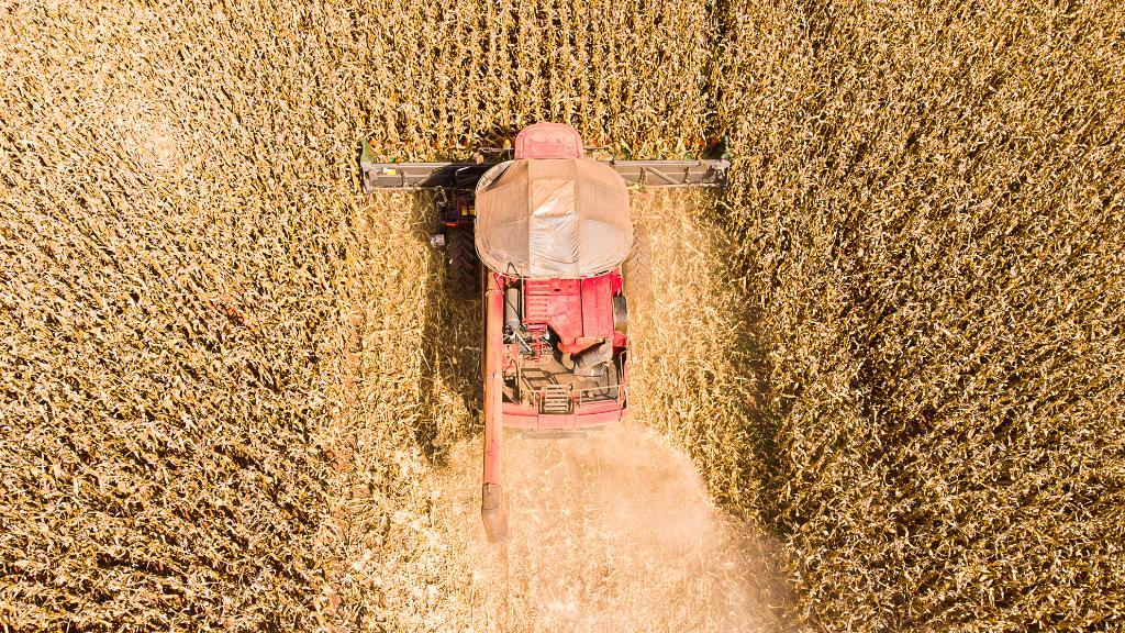Mato Grosso lidera grãos no Brasil com alta em soja e gergelim