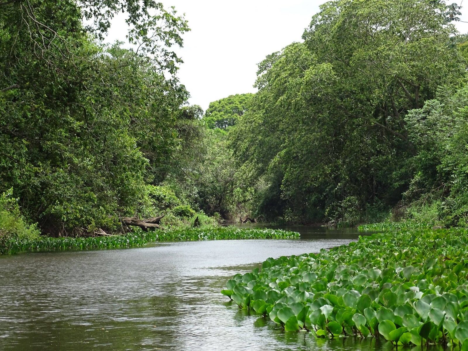 Mato Grosso lidera regularização ambiental no Brasil