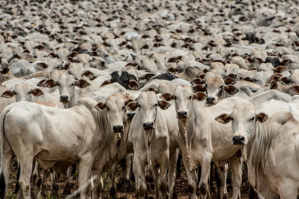 Mato Grosso recebe maior conferência agropecuária do país