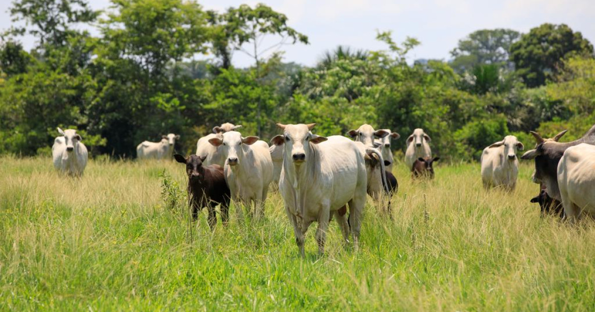 Mato Grosso recebe testes do IBGE para o Censo Agropecuário 2027