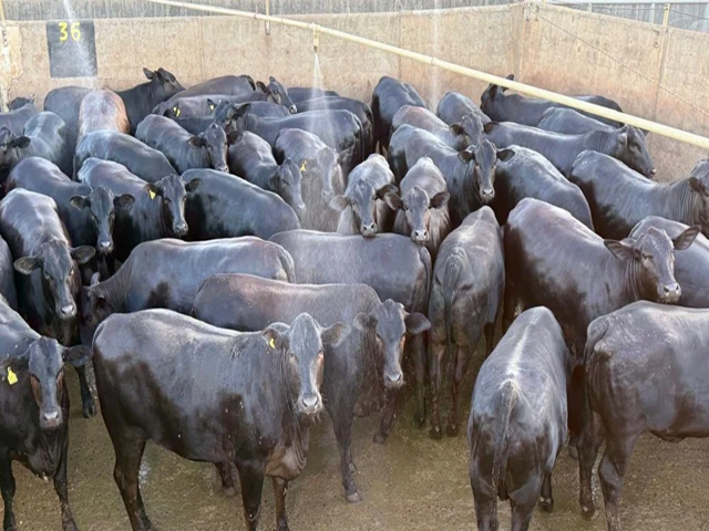 Novilhas Angus de 16 meses impressionam em fazenda de Sorriso