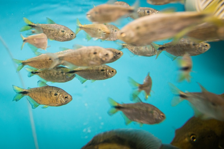 Novo licenciamento da aquicultura busca proporcionalidade em Mato Grosso