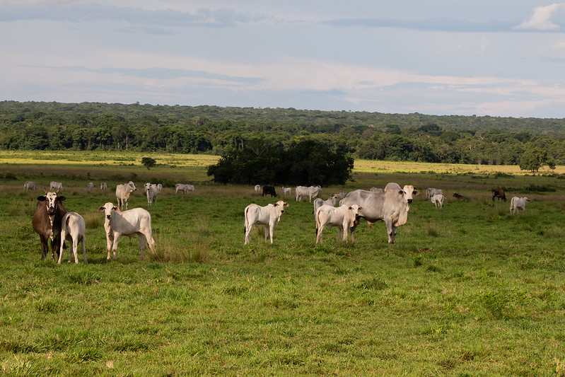 Novo sistema de GTA em Mato Grosso exige atenção dos criadores