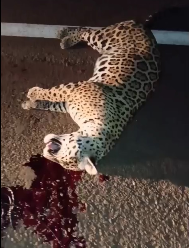Onça é atropelada na saída de Nova Olímpia em Mato Grosso