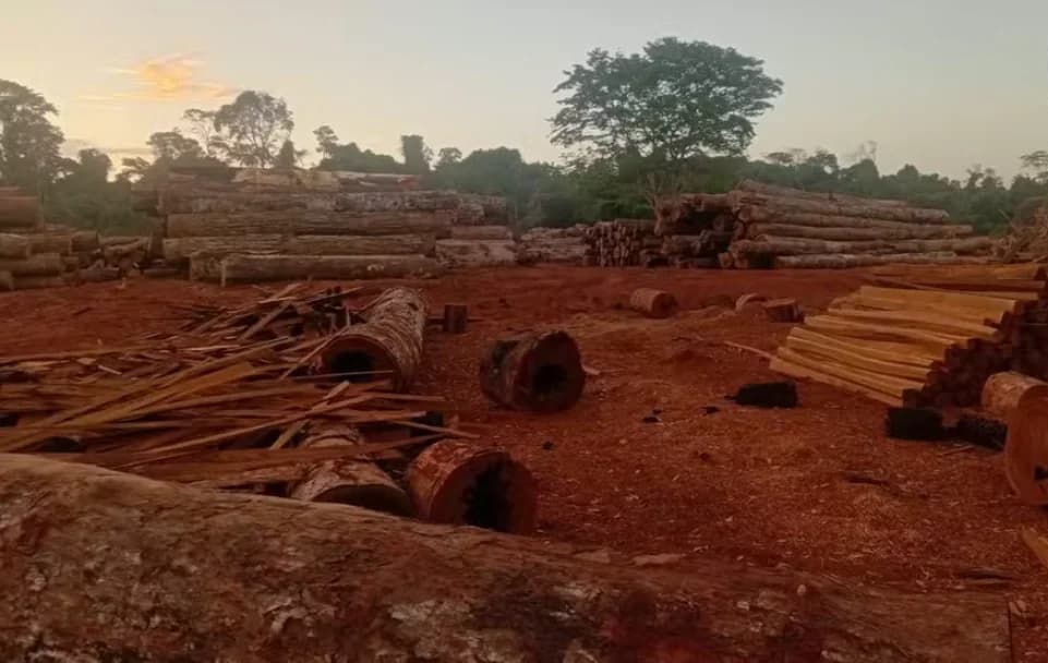 Operação em MT apreende 3 mil toras e prende 15 em Brasnorte
