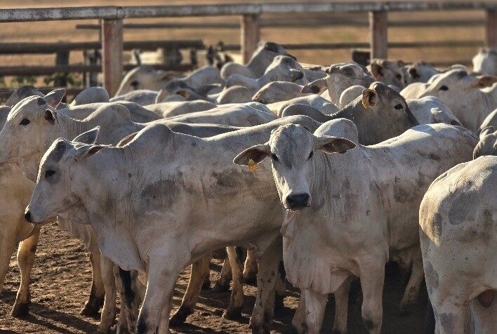 Pecuária de Mato Grosso deve movimentar R$ 42 bilhões em 2026